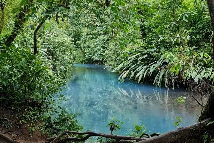 Lush greenery surrounds the vibrant turquoise waters of Rio Celeste, creating a serene backdrop for a nature hike.