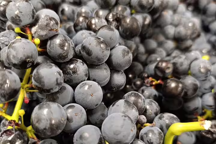 Close-up of ripe black grapes ready for harvest on the Rioja Day Tour's winery visit with tastings.