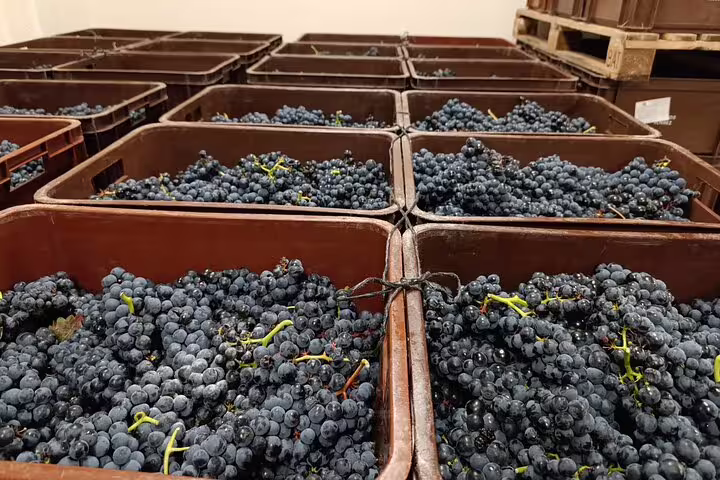 Freshly harvested Rioja grapes in crates, ready for wine production, showcasing the region's rich winemaking tradition.