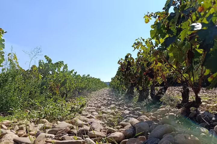 Close-up of lush grapevines and rocky soil in Rioja, highlighting the terroir and viticulture for wine enthusiasts.
