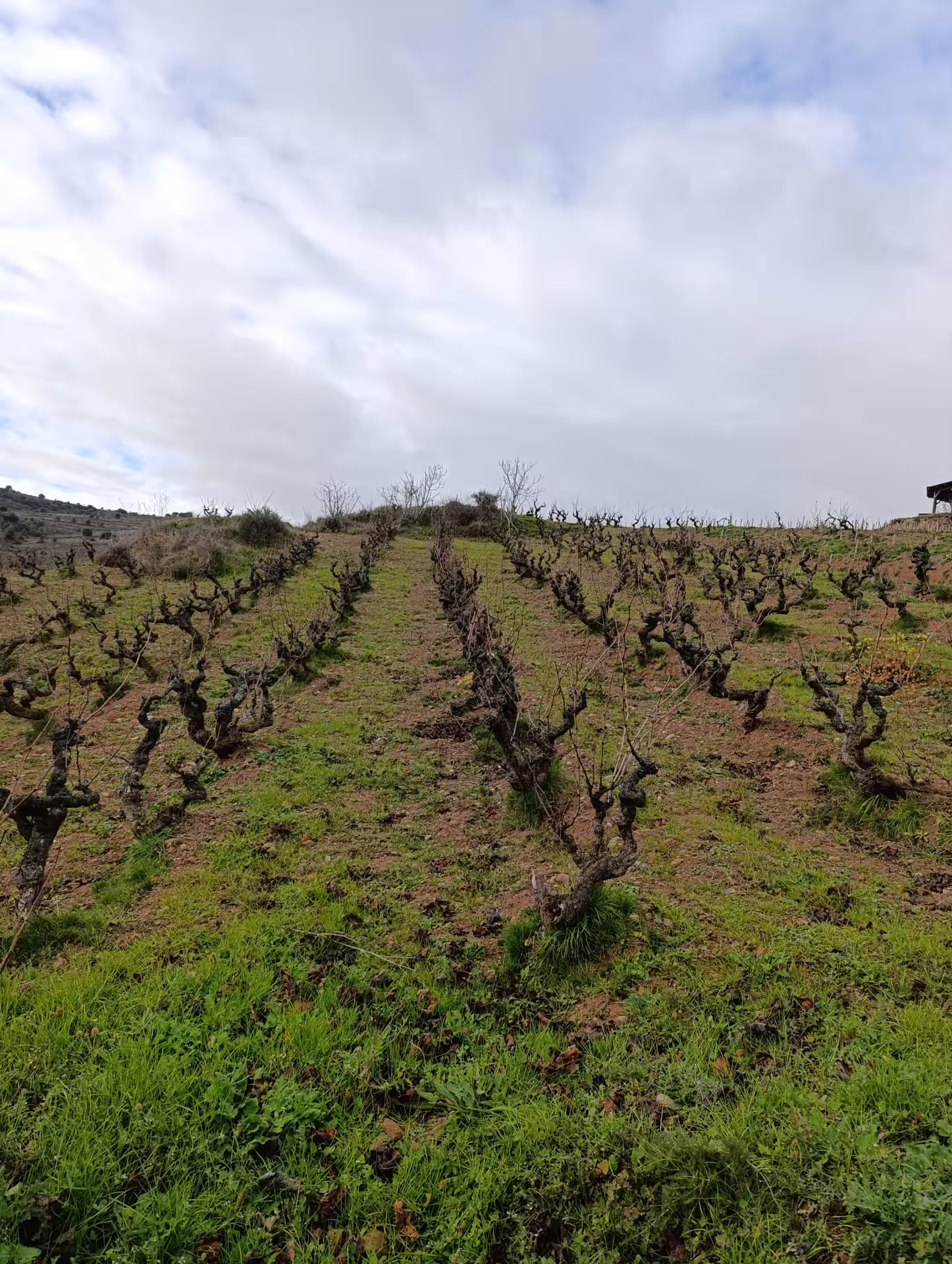 Explore lush, green Rioja vineyards under a cloudy sky, perfect for wine enthusiasts seeking an authentic experience.