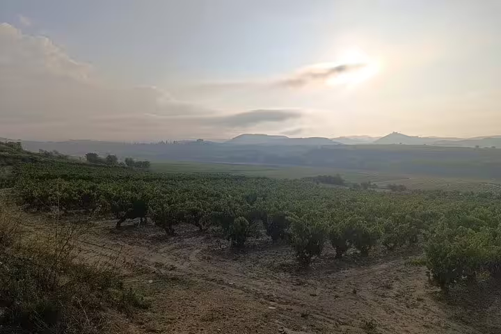 Expansive view of Rioja vineyards at sunrise, highlighting the serene landscape included in the winery tour.