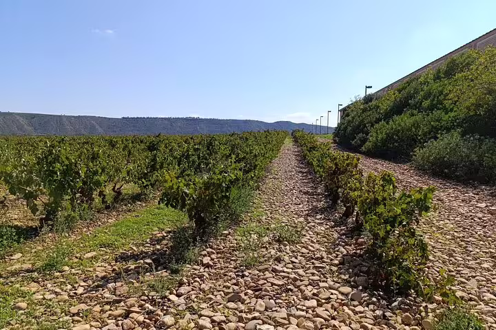 Vibrant vineyards stretch under a clear blue sky on the Rioja Day Tour, promising a rich wine tasting experience.