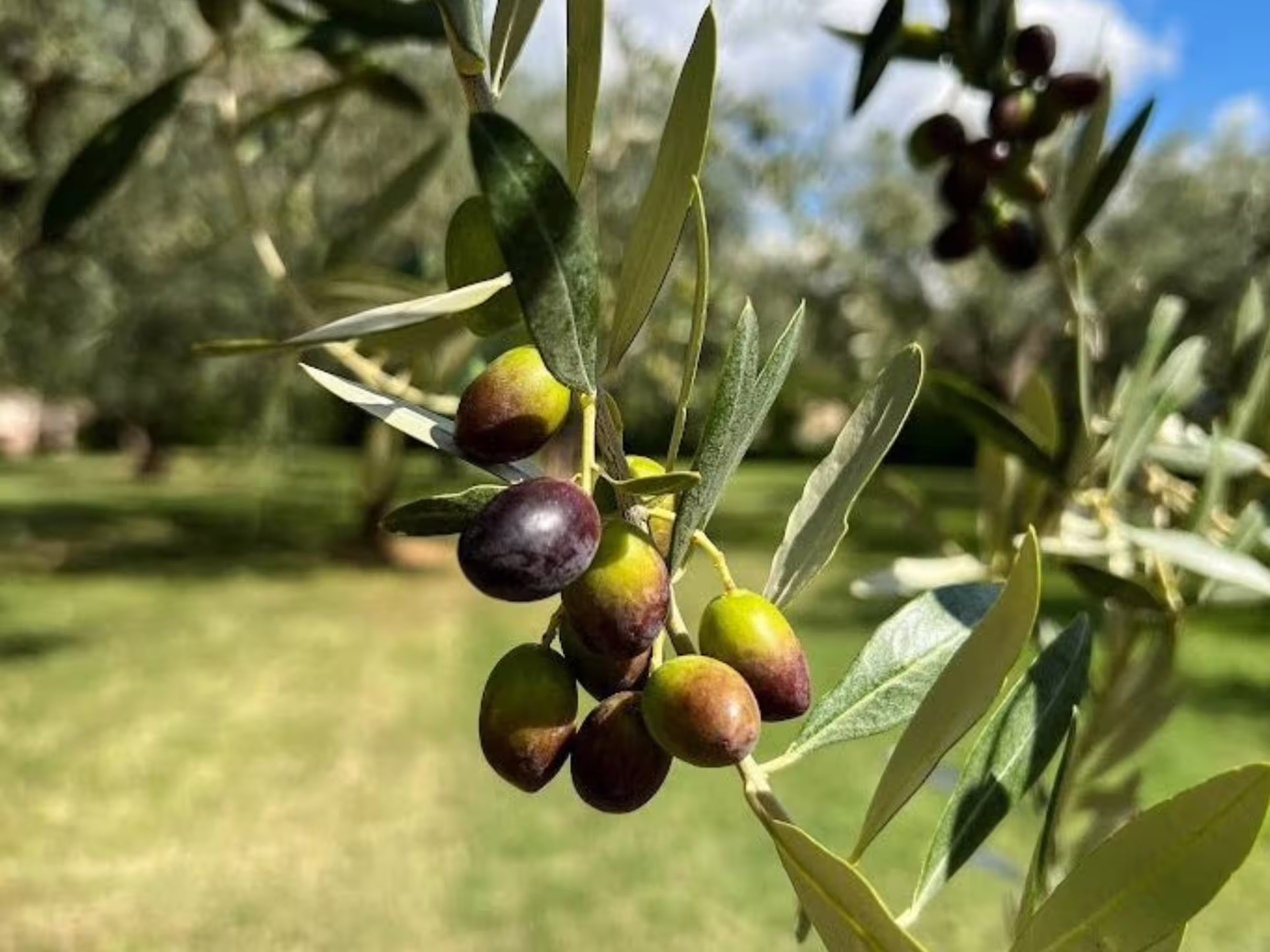 Ripe olives on the tree in Verona countryside, highlighting extra virgin olive oil tour and tasting experience