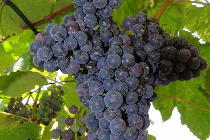 Clusters of ripe purple grapes hanging on a vine under lush green leaves, perfect for a vineyard 4x4 adventure tour.