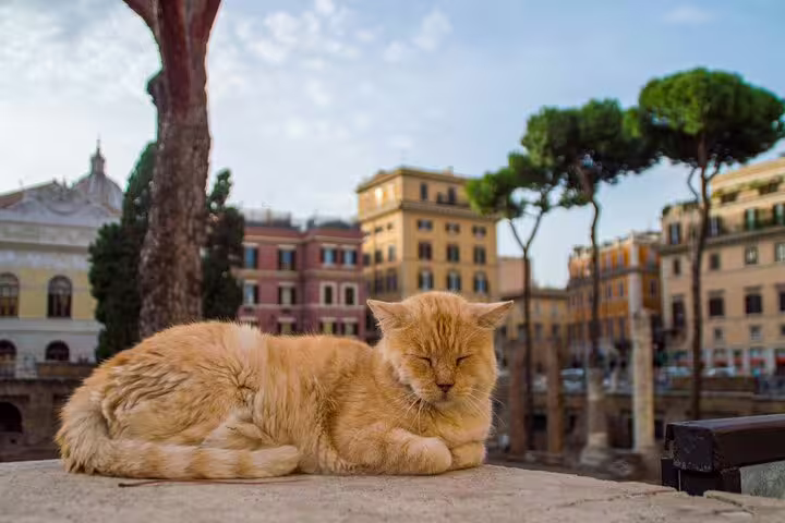 A relaxed ginger cat basks in the sun amidst ancient Roman ruins, capturing the charm of family-friendly tours in Rome.