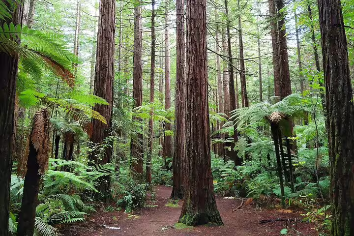 Serene Redwood forest in Rotorua showcasing tall trees and rich greenery, ideal for nature walks and exploration.
