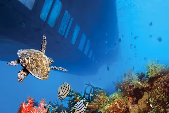 Sea turtle and tropical fish beside Royal Seascope submarine windows in Makadi Bay Red Sea reef
