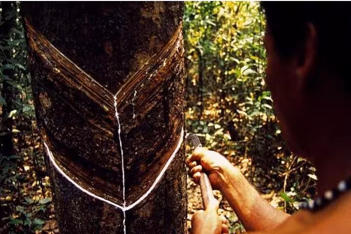 Rubber tapping demonstration in Amazon rainforest near Manaus on Rubber Museum cultural tour