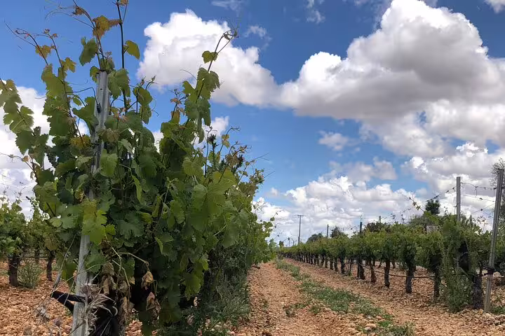 Lush Rueda vineyard under a bright blue sky, showcasing the scenic beauty of the white wine region near Madrid.