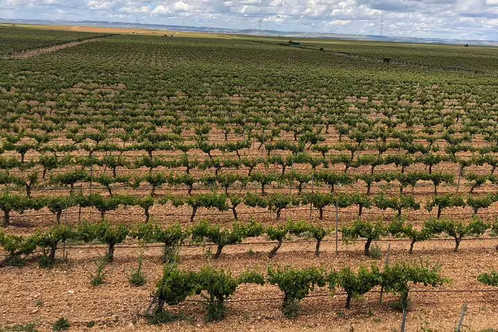 Expansive view of Rueda vineyards stretching to the horizon, ideal for a picturesque white wine tour from Madrid.