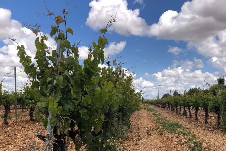 Vibrant Rueda vineyard under a blue sky, part of the White Wine Tour with Michelin-Star Lunch from Madrid.