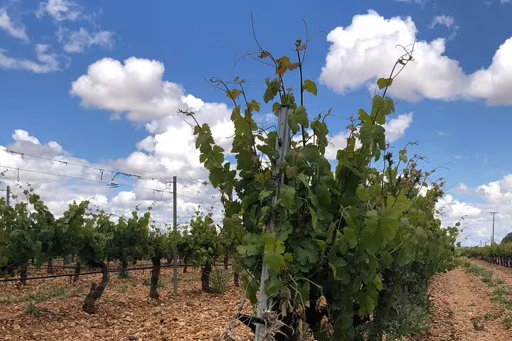 Lush green vineyards under a bright blue sky on the Rueda White Wine Tour near Madrid.