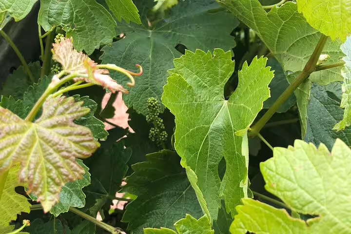 Close-up of vibrant grape leaves and budding grapes on the Rueda Wine Tour from Madrid.