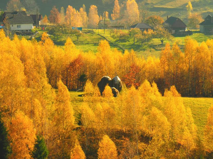 Golden autumn birch trees surround traditional Romanian village houses and grazing horses in mountain valley