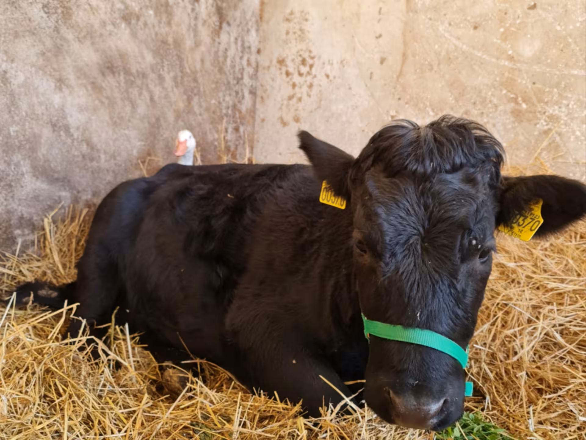 A black cow rests in a cozy hay-filled barn, offering a rustic farm experience near Florence.