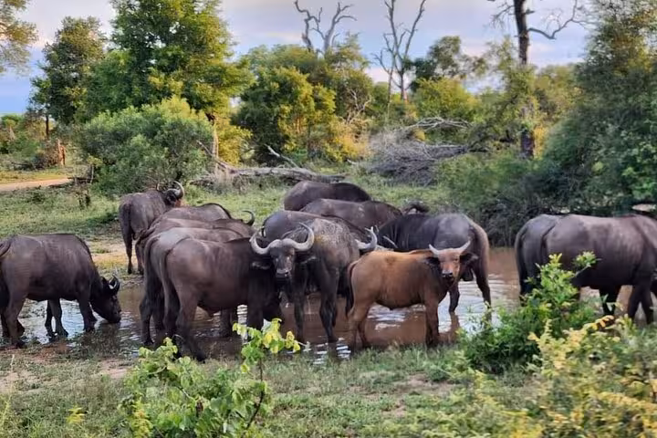 A herd of African buffalo gathers at a waterhole in the lush landscape of Sabi Sands, perfect for wildlife enthusiasts.