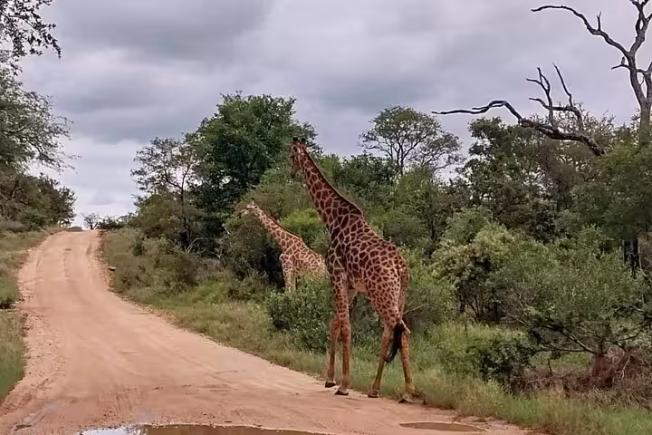 Two giraffes strolling along a dirt road in Sabi Sands, surrounded by lush greenery and overcast skies.