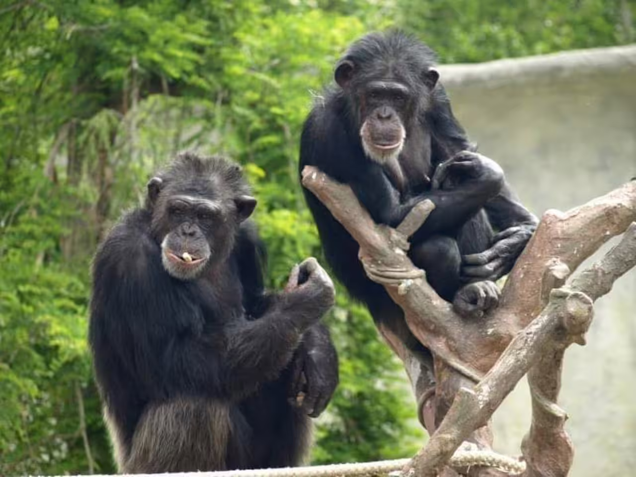 Two chimpanzees perched on branches at Safari Ravenna wildlife park, included with Ravenna Safari entry ticket