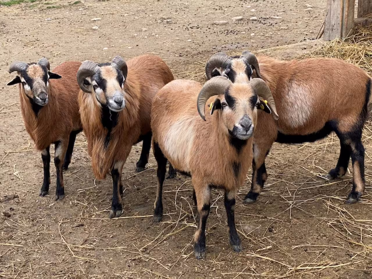 Horned rams in the farm area at Safari Ravenna, Italy, seen with the Ravenna Safari entrance ticket