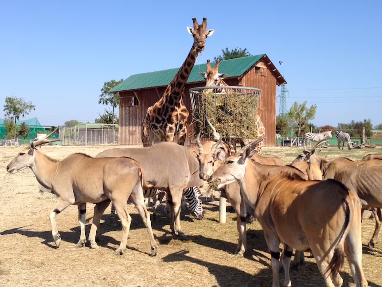 Giraffes and antelopes gathered by the hay feeder at Safari Ravenna, entry included with entrance ticket