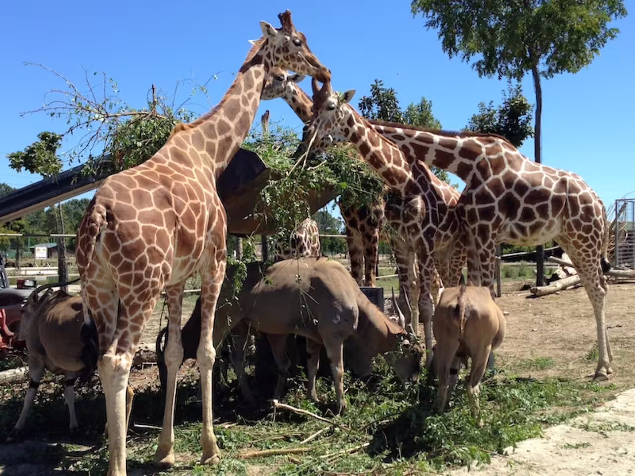 Giraffes feeding on tree branches at Safari Ravenna park, included with Ravenna Safari entrance ticket