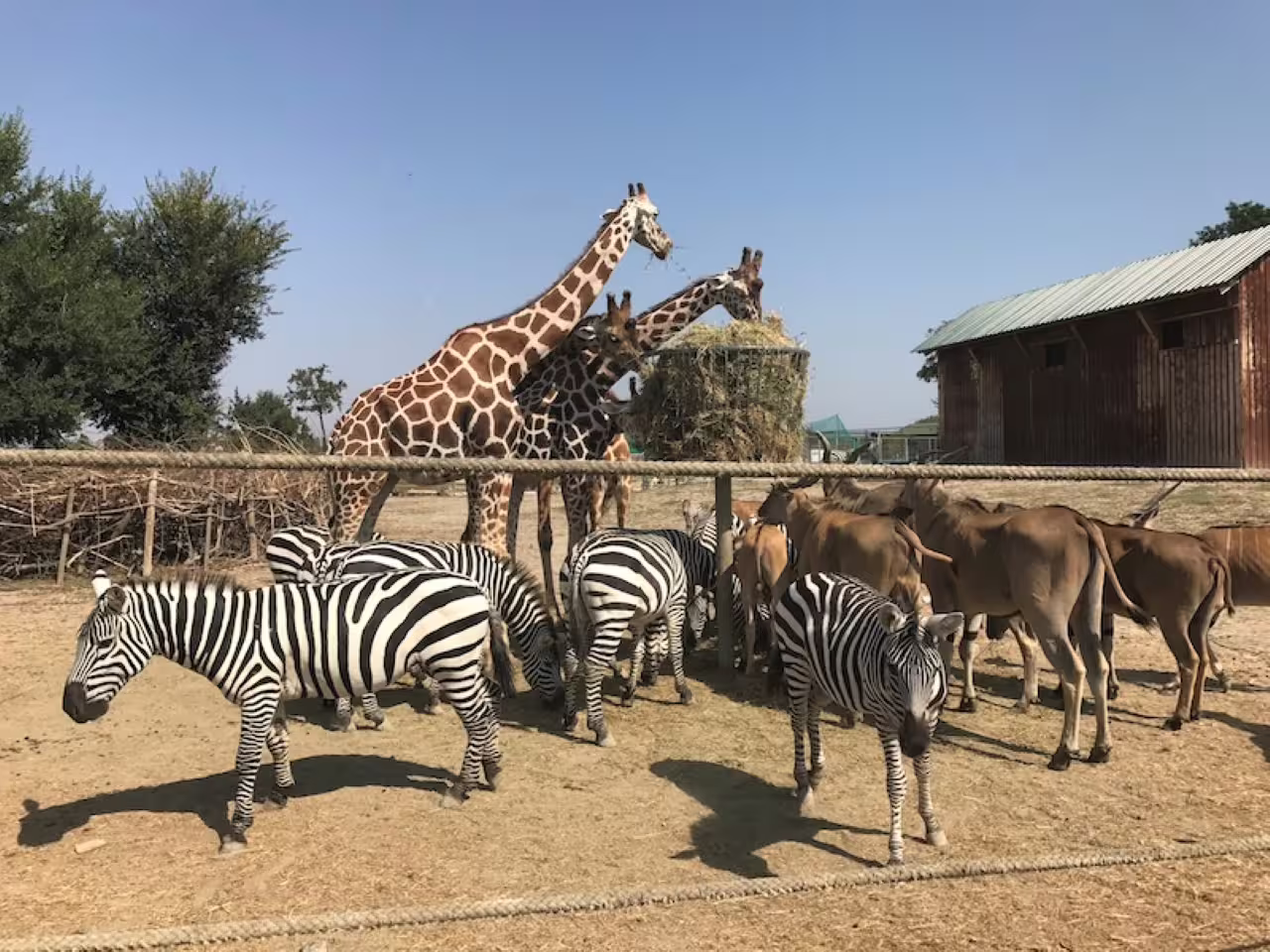 Zebras and giraffes near the feeding area at Safari Ravenna, wildlife view with Ravenna entrance ticket