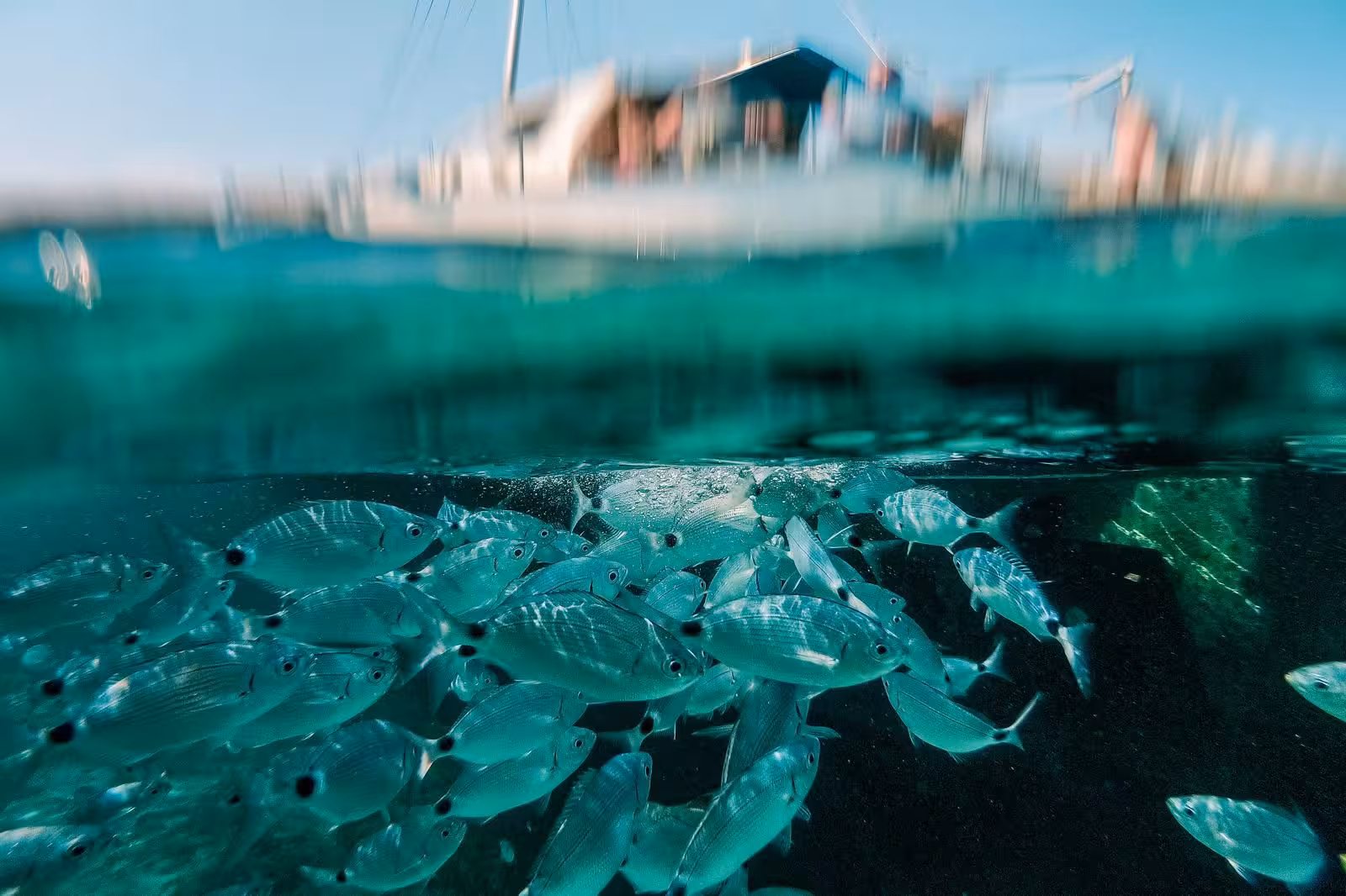 Underwater view of a school of fish beneath a sailboat in the crystal-clear waters of Asinara National Park.