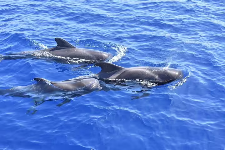 Pod of dolphins playfully swimming alongside a private charter yacht, offering a captivating marine wildlife encounter.