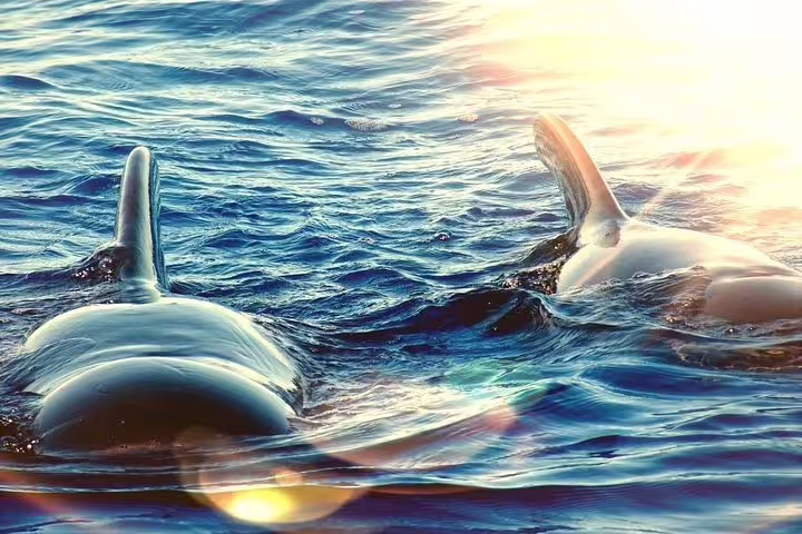 Orcas swimming gracefully in the ocean under a golden sunset, perfect for a private sailing yacht adventure.
