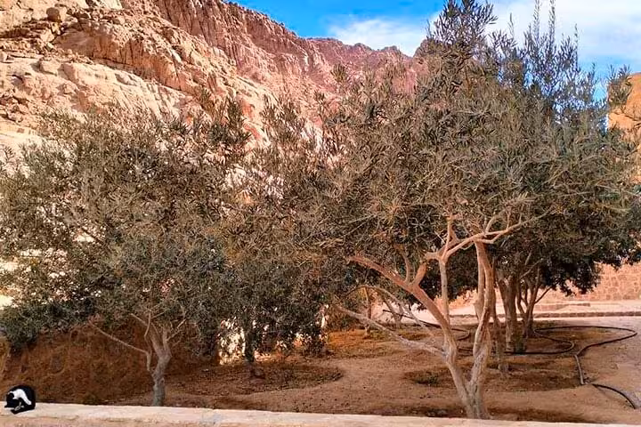 Olive trees in Saint Catherine Monastery garden, peaceful Sinai oasis visit on Dahab and monastery day tour