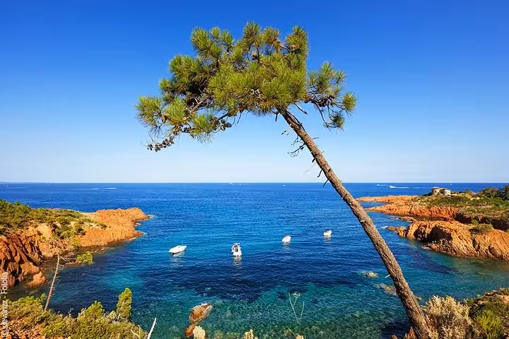 Scenic view of a pine tree overlooking the azure waters and rocky coastline near Saint-Tropez, perfect for a private tour.