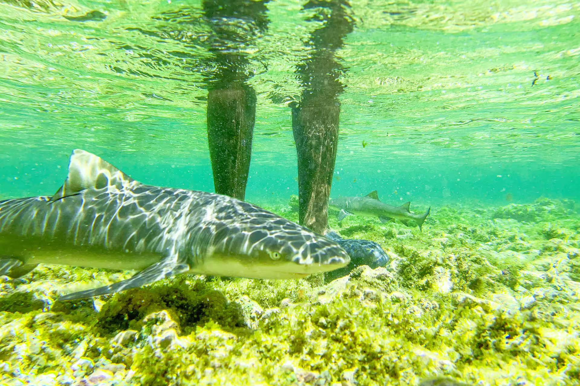 Experience shark watching in clear waters on Sal Island's guided tour, enhancing your Cape Verde adventure.