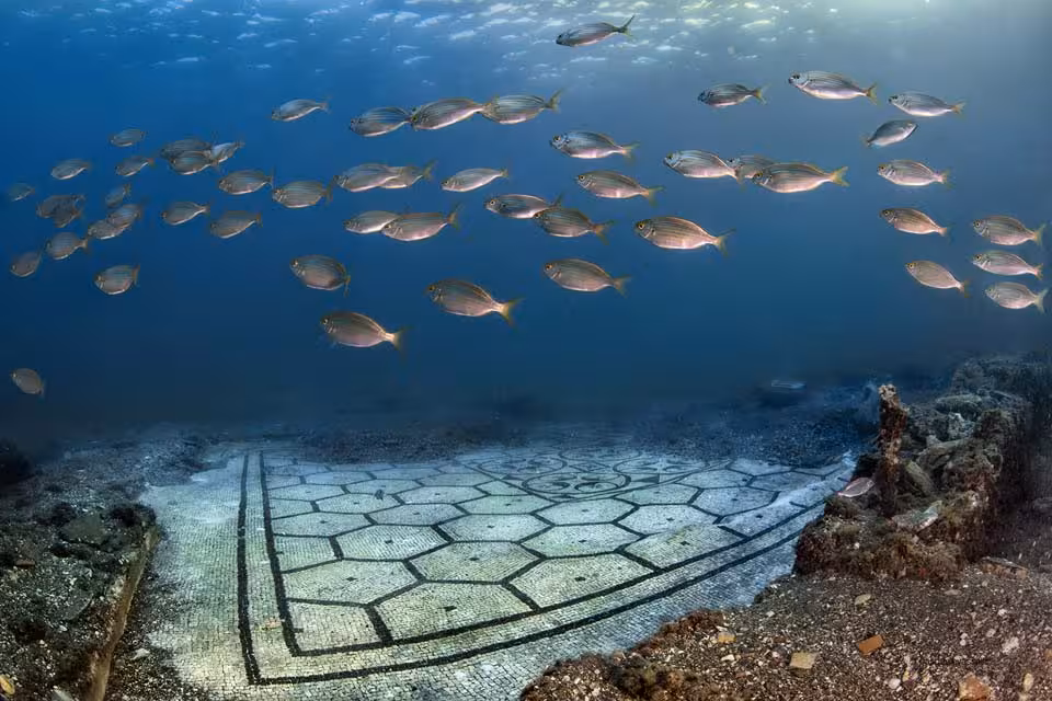 Salps swimming near the black and white mosaic of the "Villa a Protiro" site, a mosaic depicting Roman shields, called "pelte".