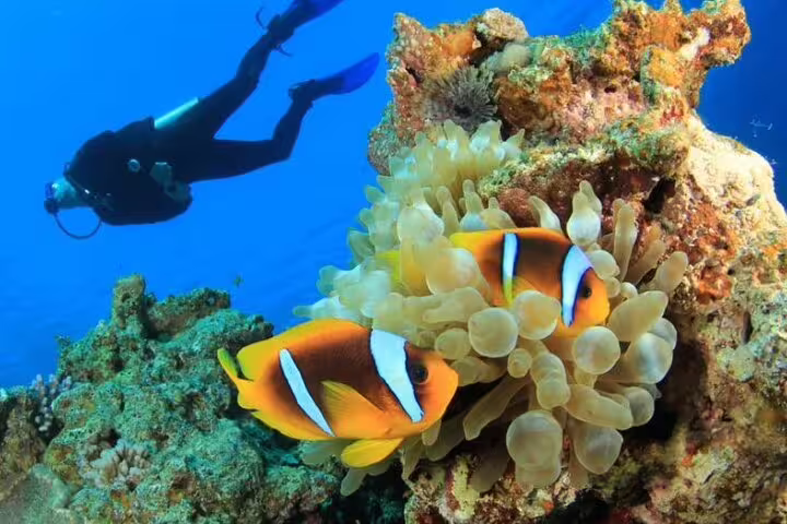 Diver near clownfish and anemone at Samadai Reef, Marsa Alam, Red Sea snorkeling and dolphin tour