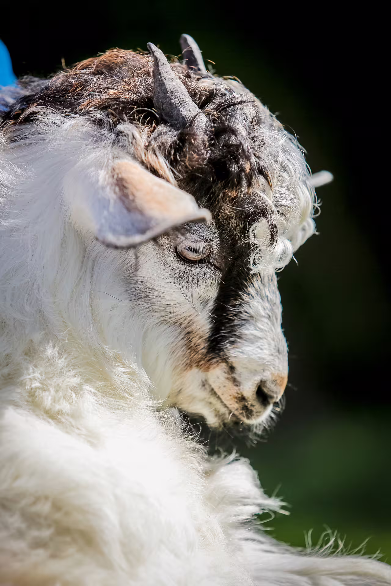 Close-up of a cashmere goat with curled horns, featured on San Leo Cashmere Grazing with the Shepherd tour