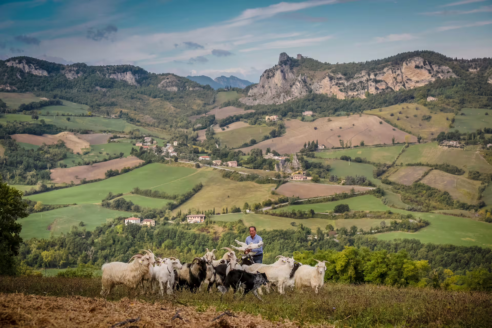 Shepherd with grazing goats on San Leo hills, scenic countryside view for San Leo Cashmere farm tour