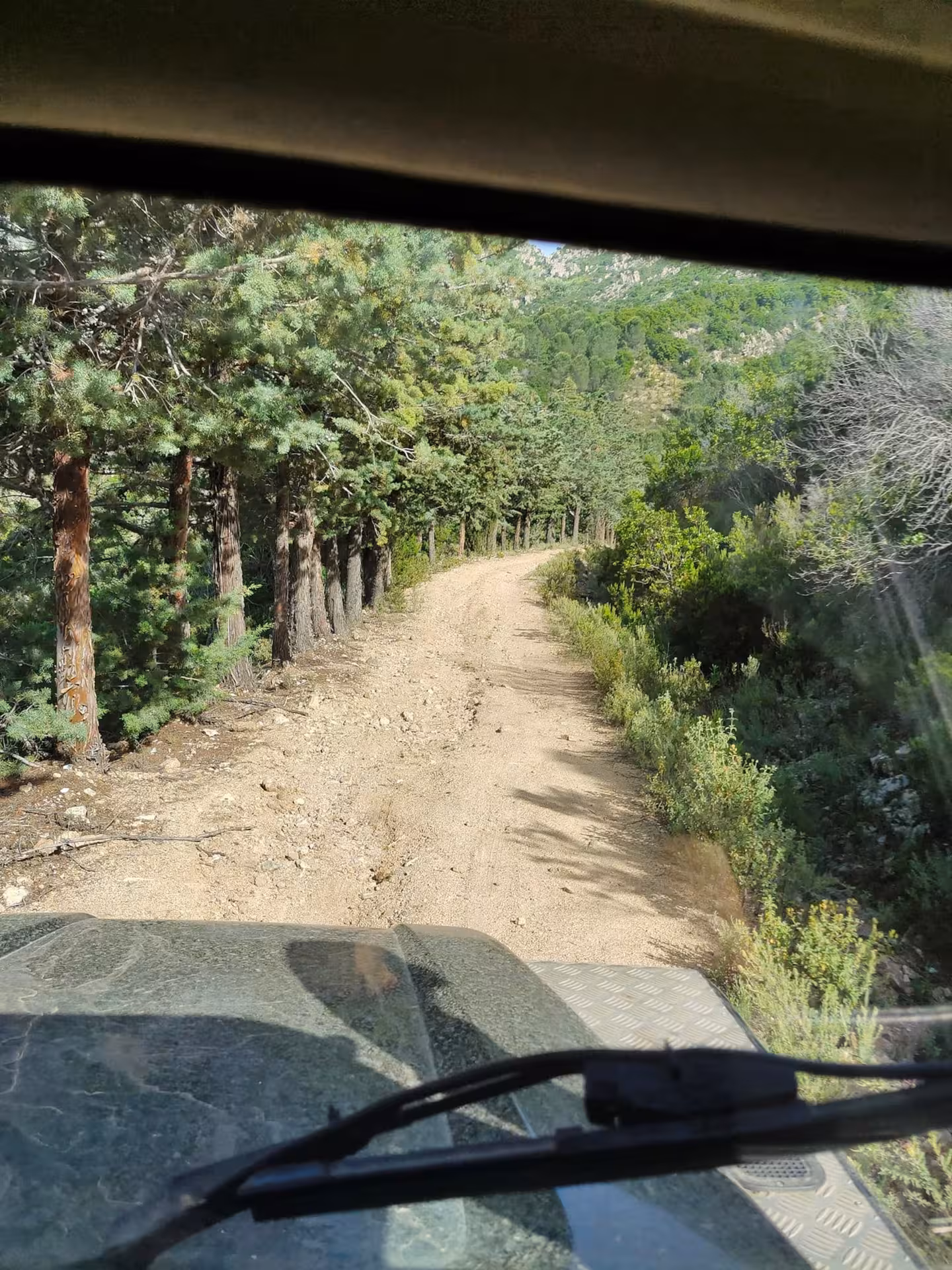 Off-road jeep trail through lush forest scenery in San Teodoro, perfect for adventure seekers exploring Rio Pitrisconi.