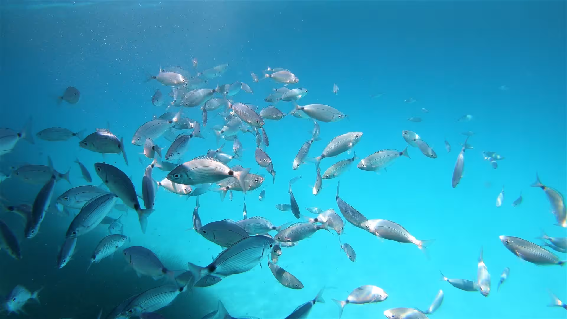 A vibrant school of fish swims in the clear turquoise waters of Molara, perfect for snorkeling adventures from San Teodoro.