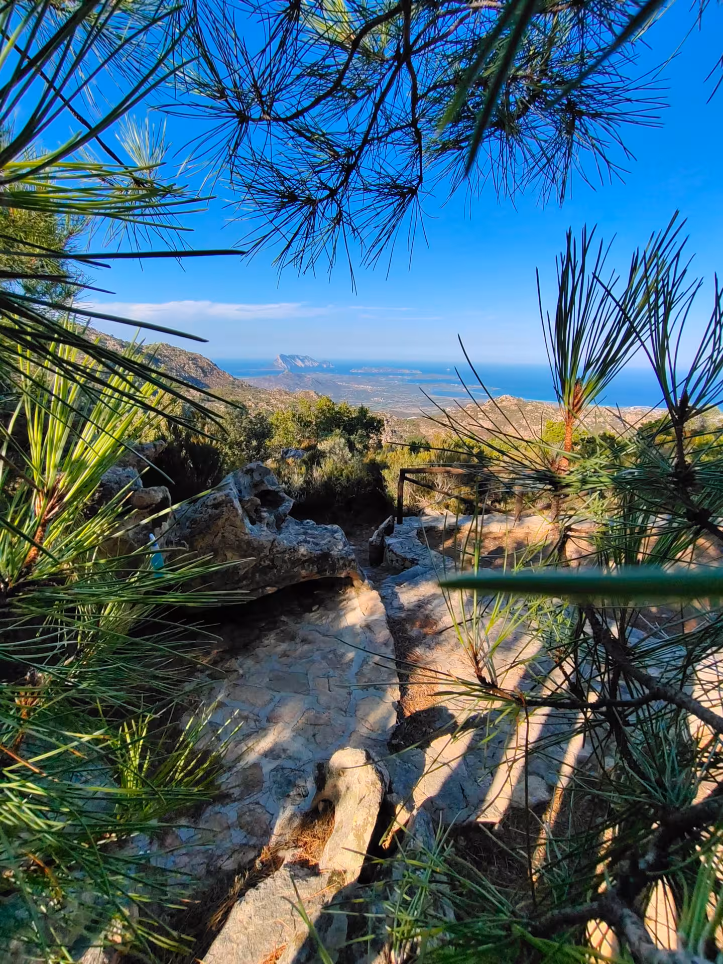 Scenic coastal view framed by pine trees, showcasing the stunning landscape visible on the Rio Pitrisconi jeep tour.