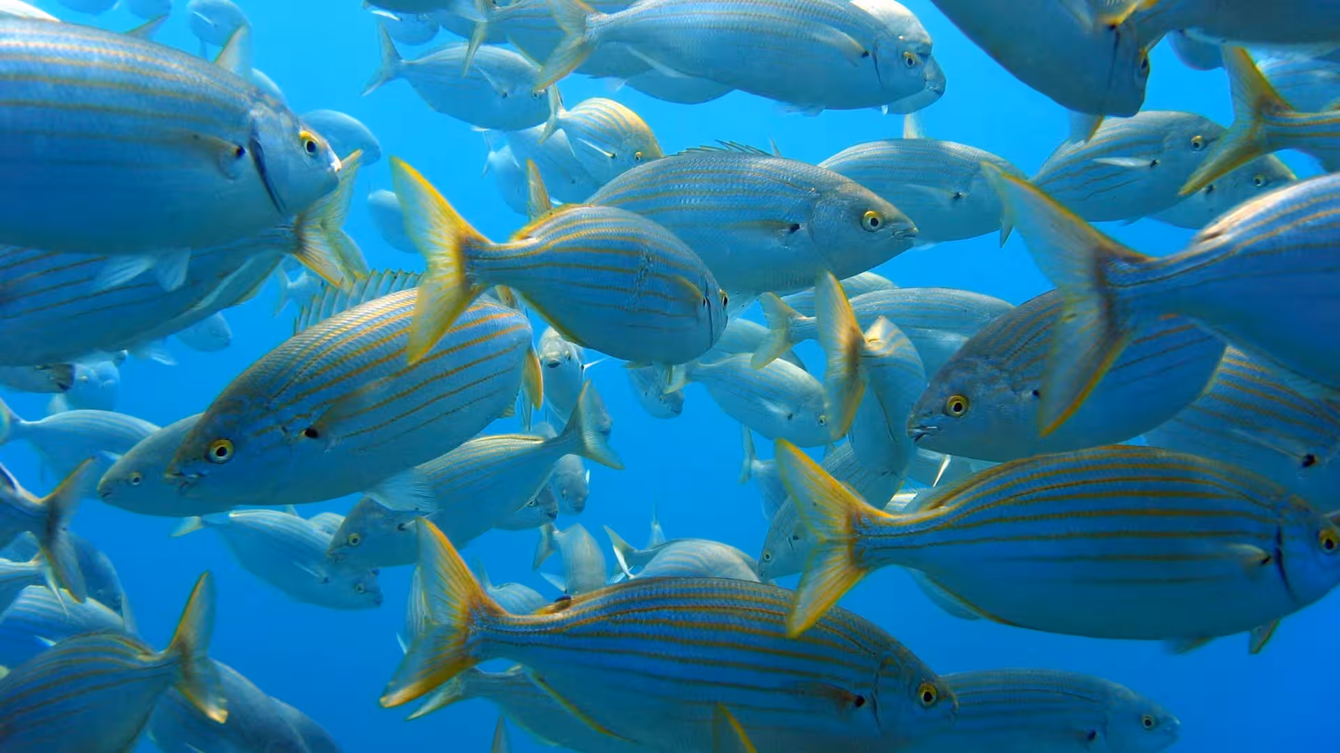 A vibrant school of striped fish swimming in the crystal-clear waters of Tavolara, ideal for snorkeling adventures.