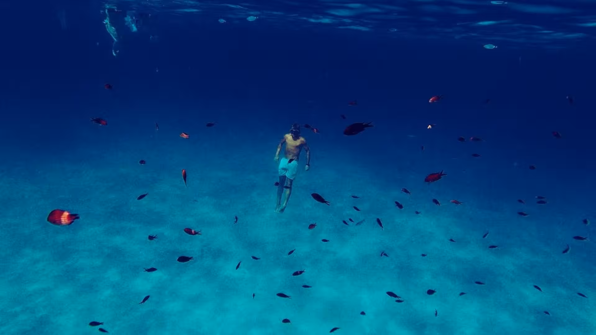 Snorkeler surrounded by colorful fish in the clear waters near Tavolara during a San Teodoro fishing excursion.