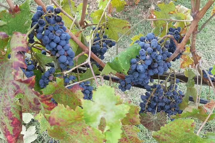 Ripe Sangiovese grape clusters on vine in Chianti Classico vineyard during Super Tuscan wine tasting tour