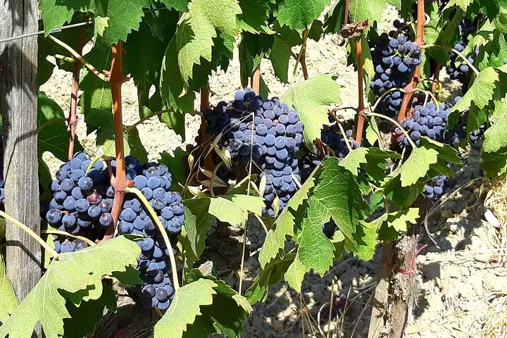 Ripe Sangiovese grape clusters hang on sunlit vines in a Chianti hillside vineyard on a Tuscany walking and wine tour