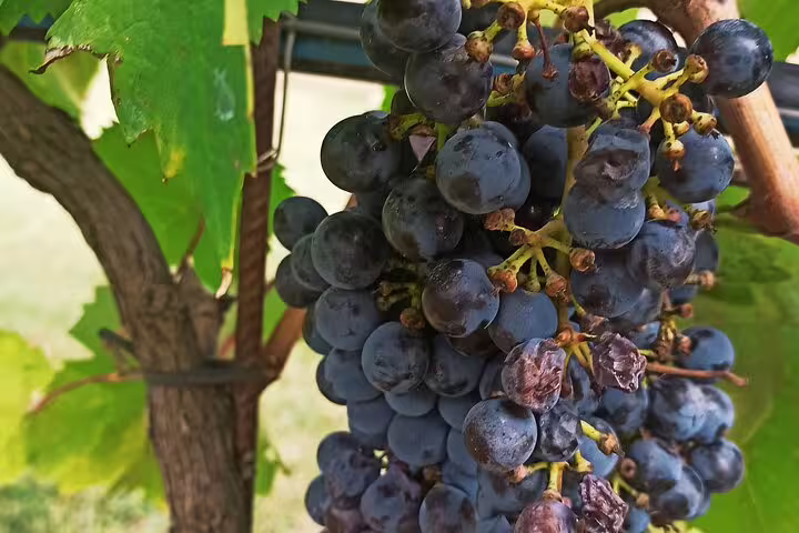 Close-up of ripe Sangiovese grapes on the vine in Chianti, perfect for hands-on wine tasting and Tuscan cooking class experiences