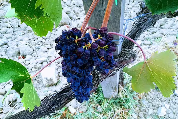 Close-up of ripe Sangiovese grapes on the vine in a Tuscan vineyard, ideal for Chianti Classico and Brunello wine tasting