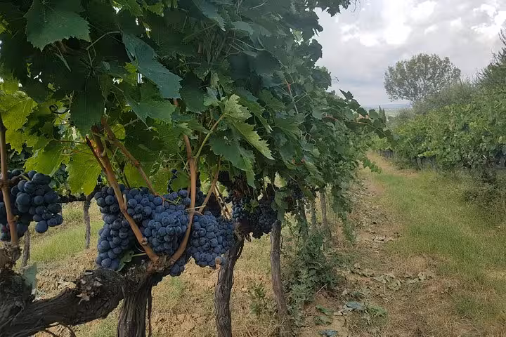 Close-up of ripe Sangiovese grapes on the vine in Tuscany, wine tasting stop on 8-day private medieval tour