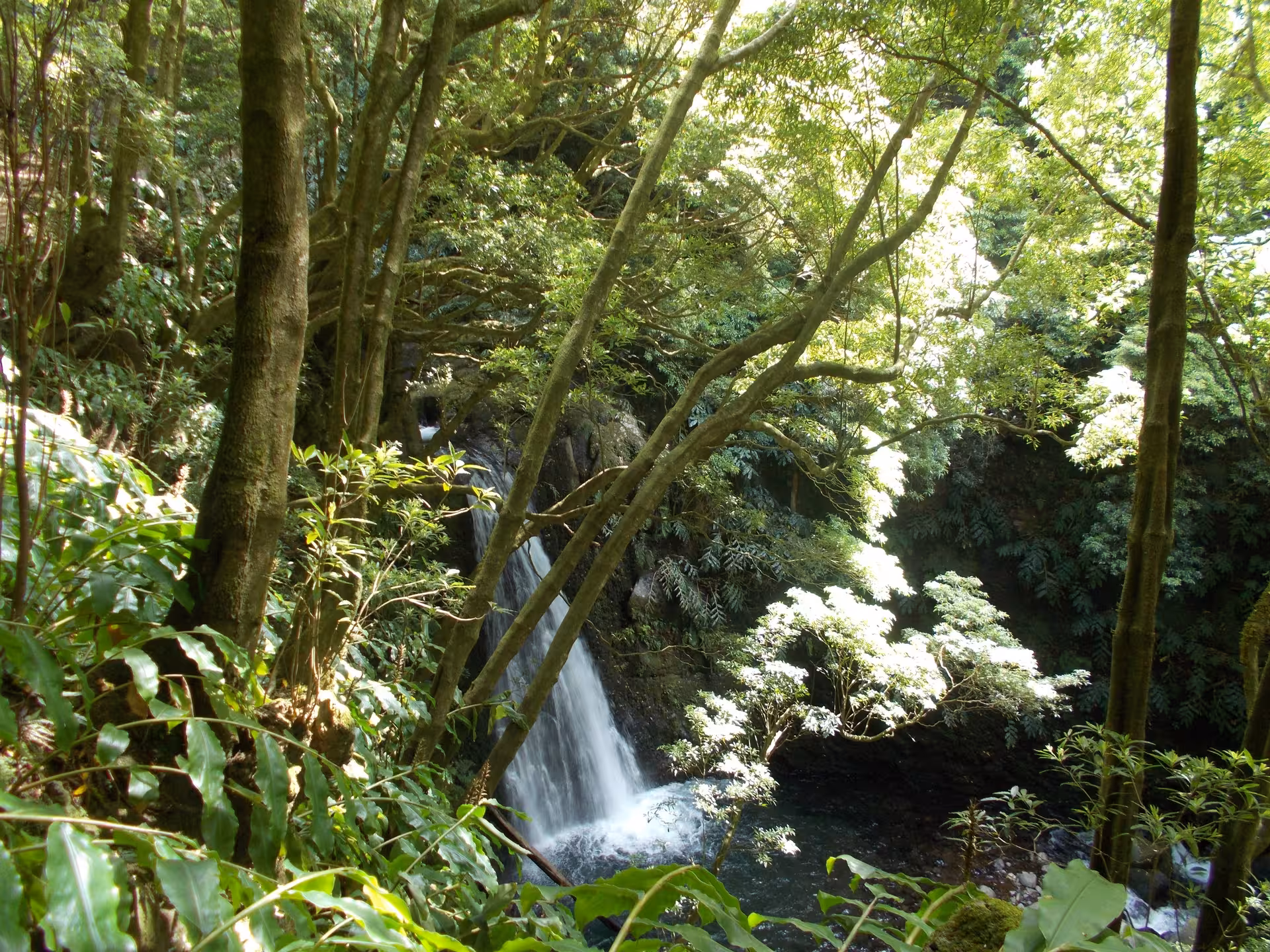 Scenic Sanguinho Walking Tour viewpoint over a forest waterfall in Nordeste, São Miguel island, Azores