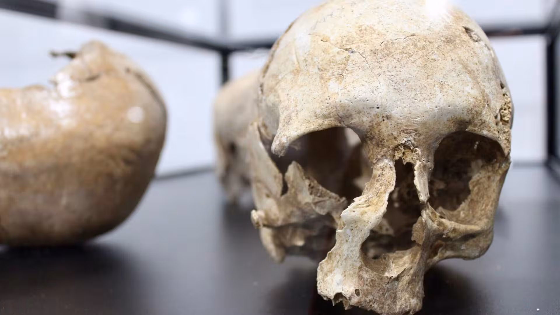 Close-up of ancient skulls in Santa Teresa Gallura archaeological exhibit, highlighting historical discoveries.