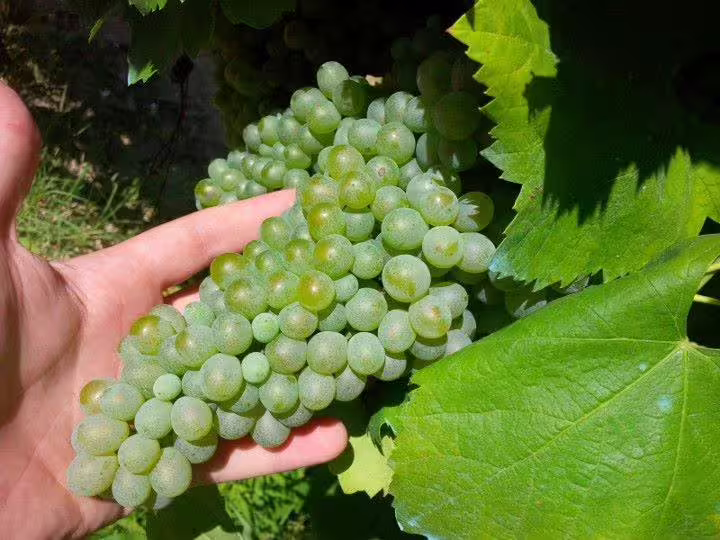 Hand holding ripe green grapes on the vine during a vineyard tour in Sant'Agata de' Goti wine country